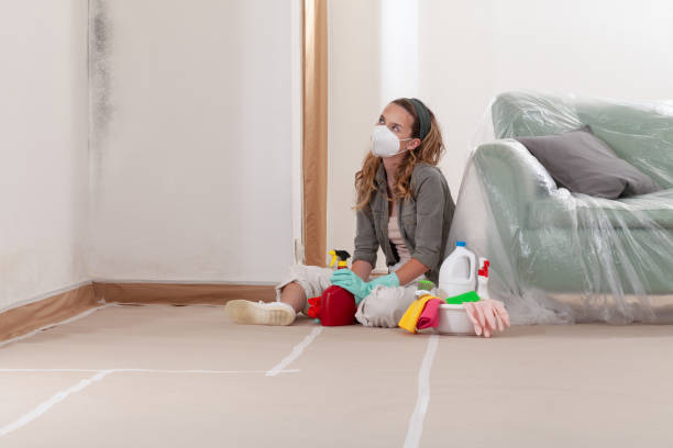 Reliable Black Mold Remediation contractor in Nesconset, NY by Mold Remediation HQ