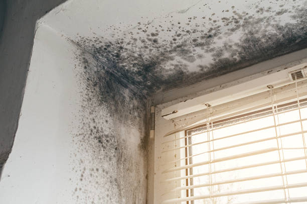 Affordable Black Mold Remediation solutions in Nesconset, NY